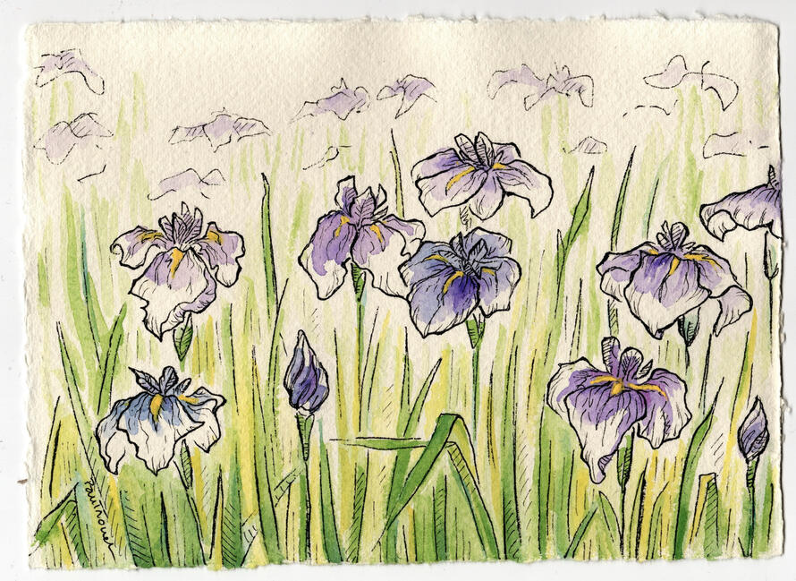 Fine Liners and Gouache Painting - Irises