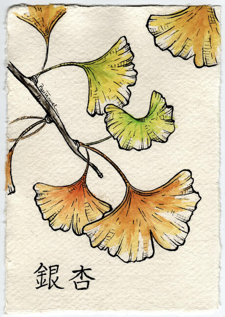 Fine Liners and Gouache Painting - Ginkgo